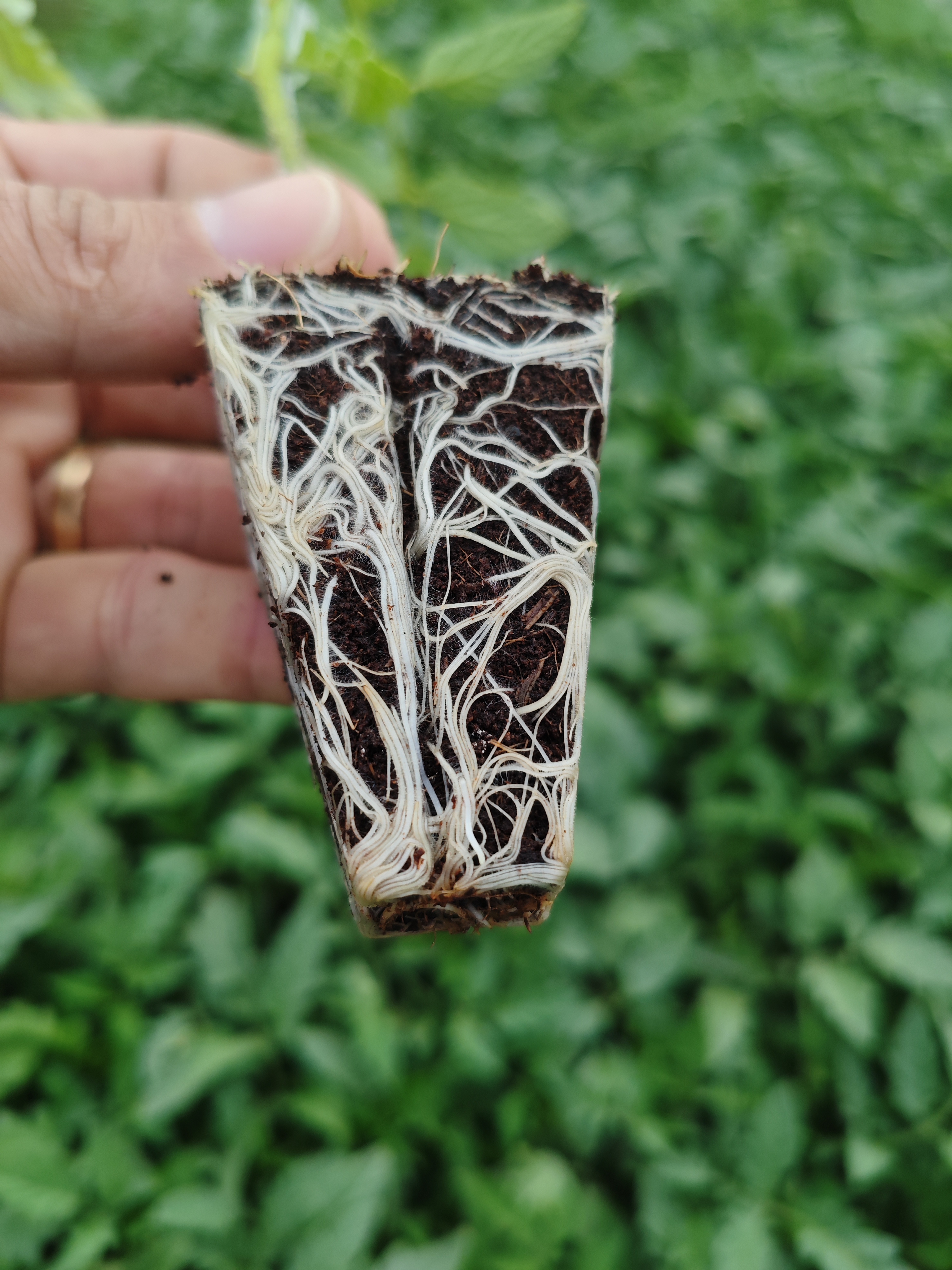 Vigor Radicular EMRA